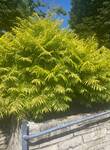 Plant name: TIGER EYES Staghorn Sumac Rhus typhina cv. Bailtiger 
